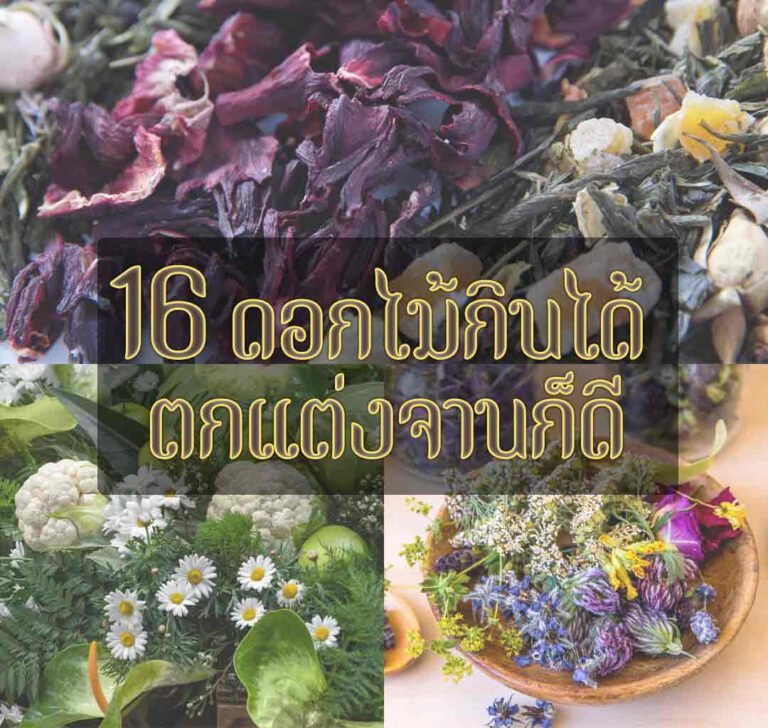 ดอกไม้กินได้